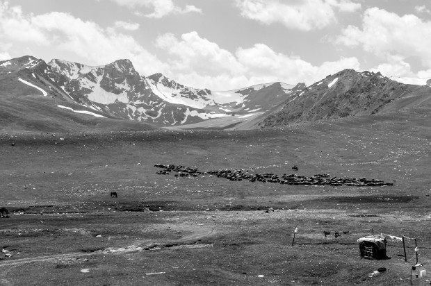 Horsemen herding their sheep across the hills. Kyrgyzstan.