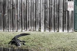 An effective guard dog. Everglades, FL, USA