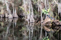 Alligator reflection pool. Everglades, FL, USA